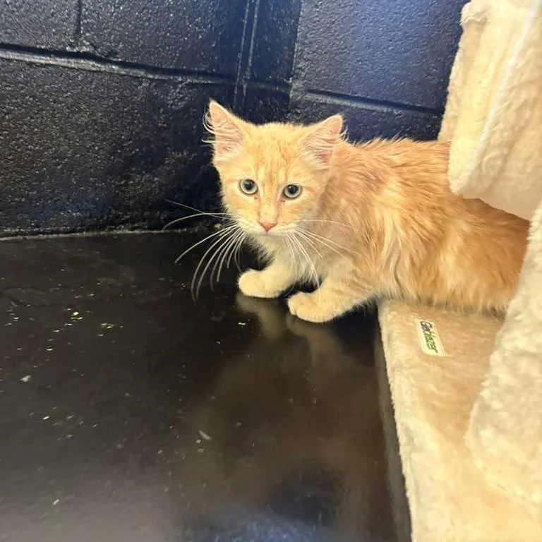 A young small-sized male Cream / Ivory Domestic Long Hair cat named Firefox for adoption in Gadsden, AL