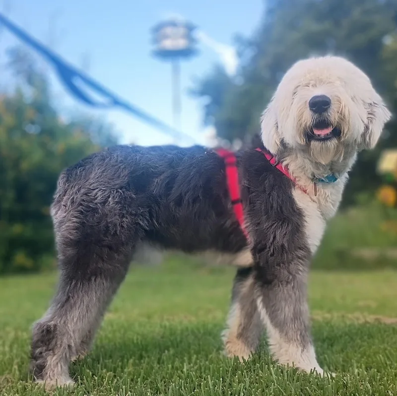 Angus
