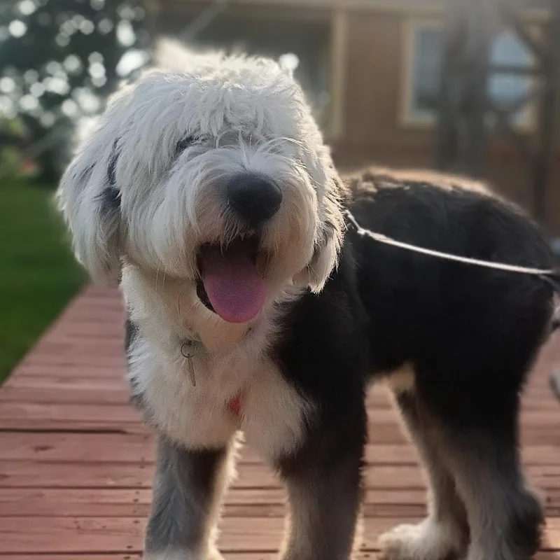 Angus thumbnail 4
