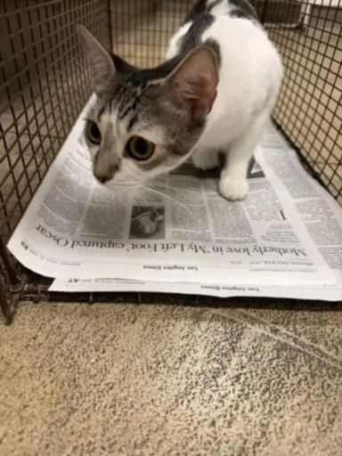 A young medium-sized female Domestic Short Hair cat named Petal for adoption in Van Nuys, CA