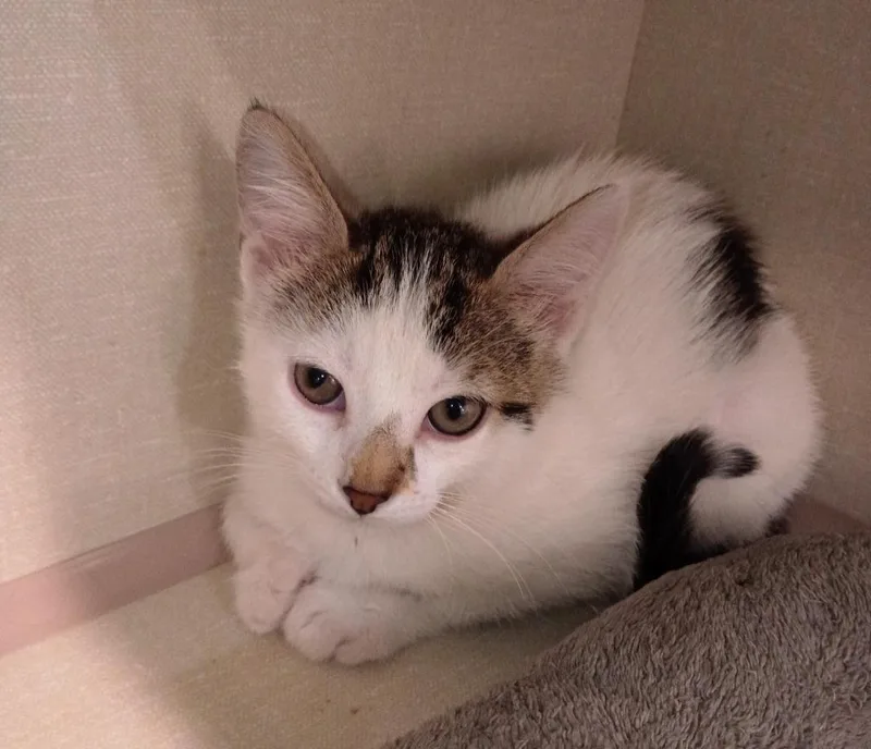 A baby medium-sized female Domestic Short Hair cat named Opal And Sandy for adoption in Rockford, IL
