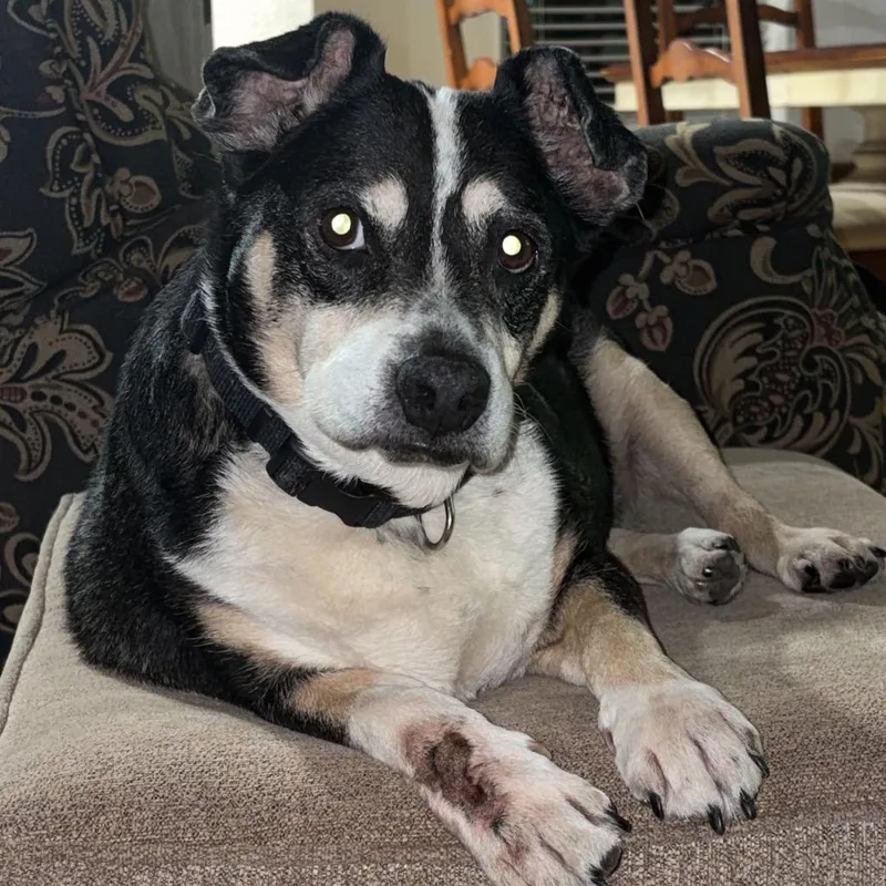 A senior small-sized female Corgi dog named Sadie C for adoption in Oklahoma City, OK