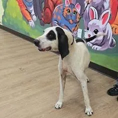 A senior small-sized male White / Cream Hound dog named SVASStray for adoption in Verona, VA