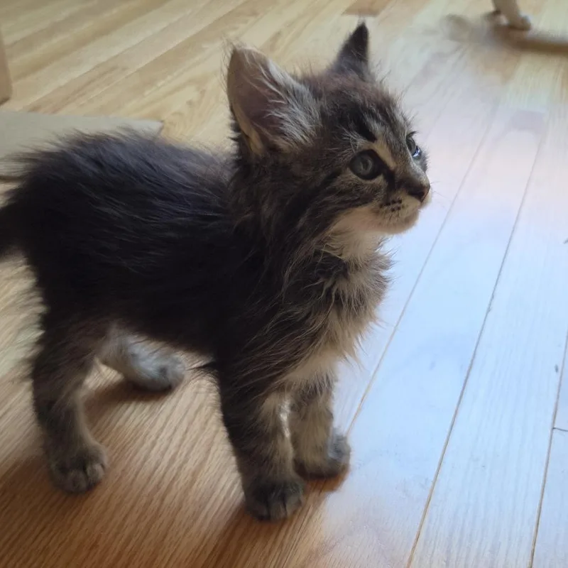 A baby small-sized male Domestic Long Hair cat named Young for adoption in Evanston, IL