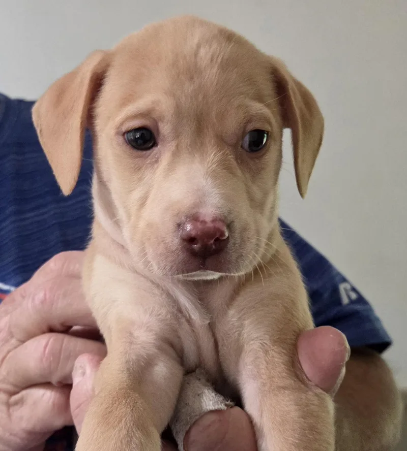 A baby medium-sized female Golden Mixed Breed dog named Sunset for adoption in Gainesville, FL