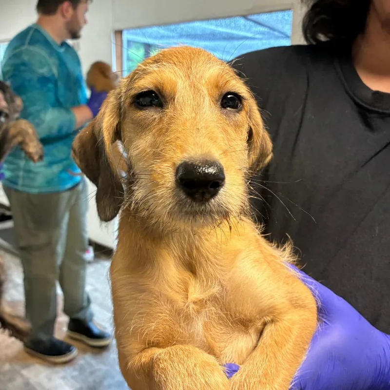A baby medium-sized female Yellow / Tan / Blond / Fawn Poodle dog named Hamburger for adoption in Hattiesburg, MS