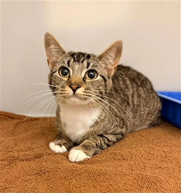 A young medium-sized female Domestic Short Hair cat named Heather for adoption in Statesville, NC