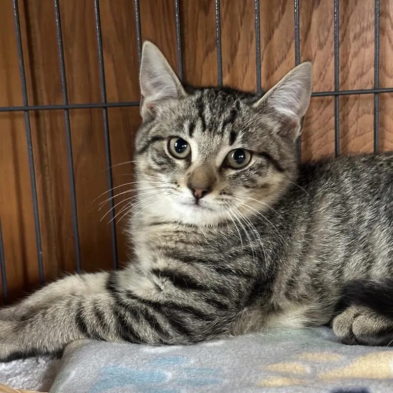 A young small-sized male Brown / Chocolate Domestic Short Hair cat named Hunter for adoption in Hampton Bays, NY