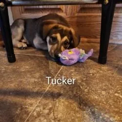A baby large-sized male Brown / Chocolate Australian Shepherd dog named Tucker for adoption in Delaware, OH