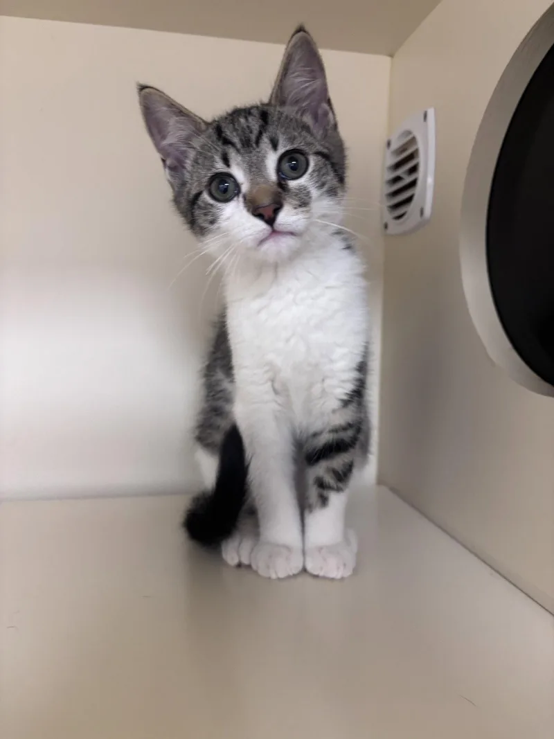 A baby medium-sized male Domestic Short Hair cat named Hazey for adoption in Lancaster, PA