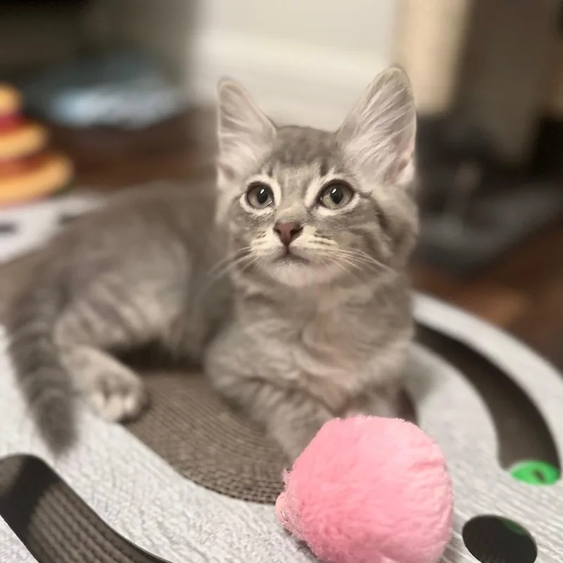 A baby small-sized male Gray / Blue / Silver Domestic Short Hair cat named Shaggy for adoption in Prosper, TX