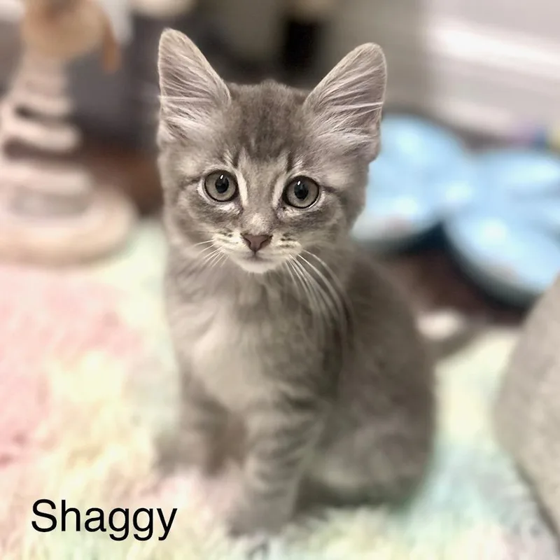 Shaggy thumbnail 2
