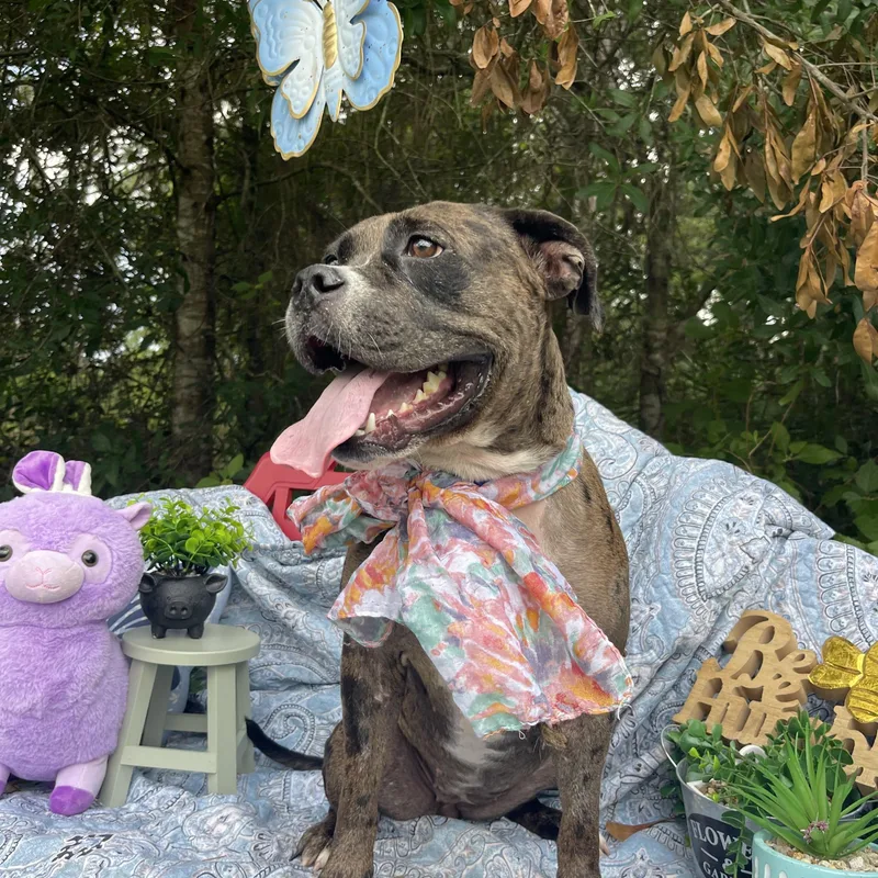 A young medium-sized female Catahoula Leopard Dog dog named Moon for adoption in Sebring, FL