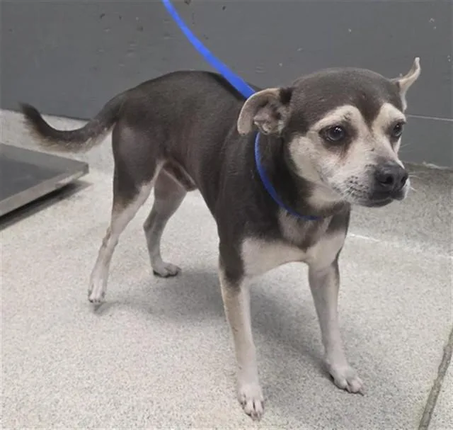 An adult small-sized male Chihuahua dog named Zeke for adoption in Tallahassee, FL