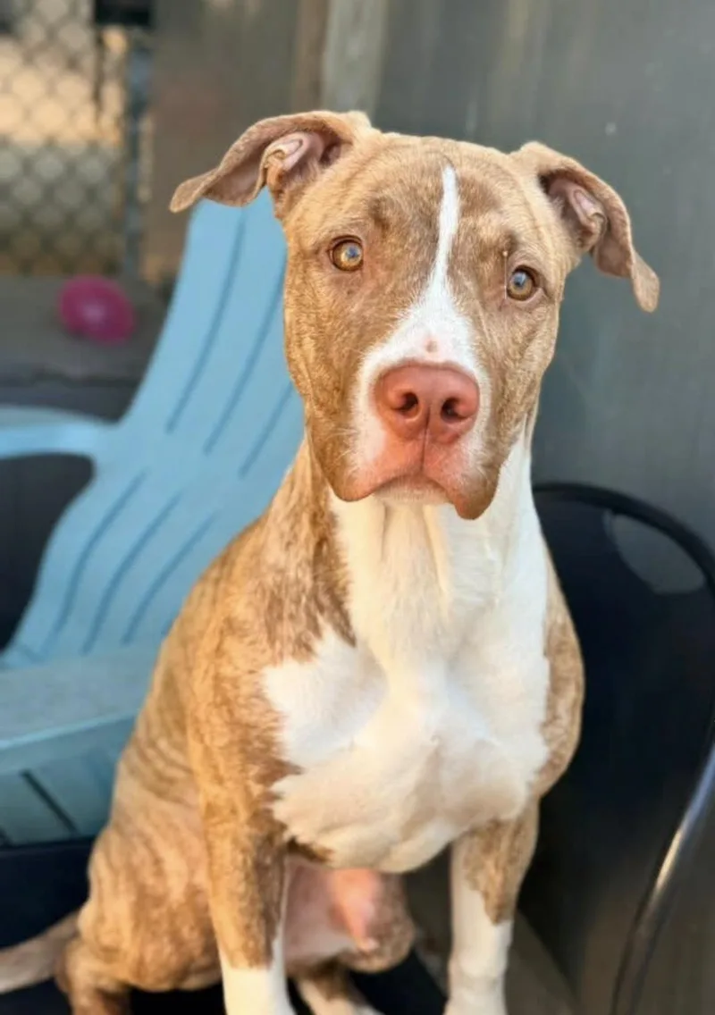 An adult medium-sized female Brown / Chocolate Pit Bull Terrier dog named Ilayda for adoption in Chicago, IL
