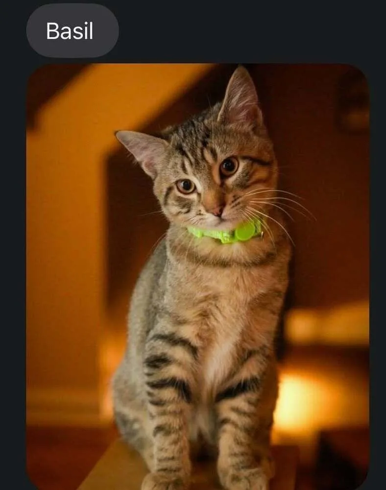Basil