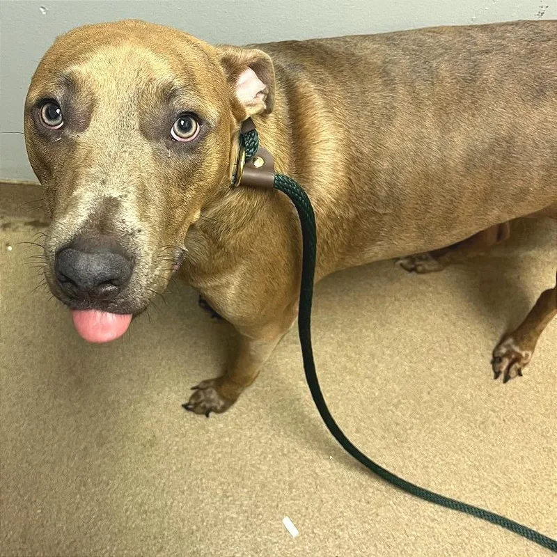 An adult large-sized male Brown / Chocolate Mixed Breed dog named Milo for adoption in Chattanooga, TN