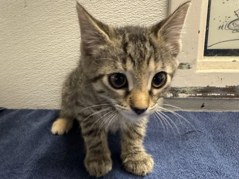 A baby small-sized female Domestic Short Hair cat named Mira for adoption in Los Angeles, CA