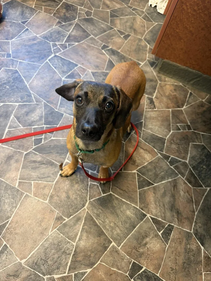 A young small-sized male Yellow / Tan / Blond / Fawn Terrier dog named Limestone for adoption in Sterling Heights, MI