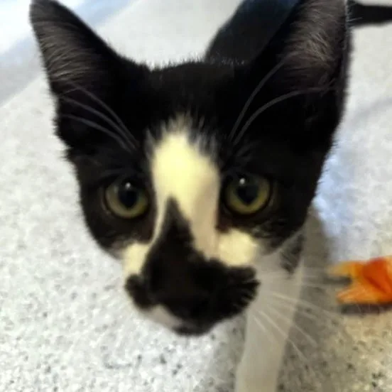 A baby medium-sized female Black & White / Tuxedo Tuxedo cat named Val Sweet Little for adoption in Hoquiam, WA