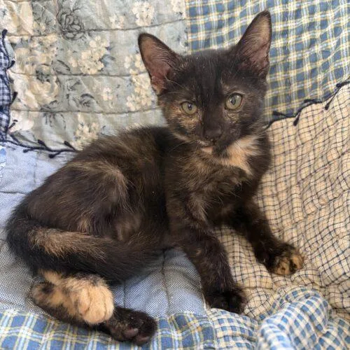 A baby small-sized female Tabby (Brown / Chocolate) Domestic Short Hair cat named Paris for adoption in Tampa, FL