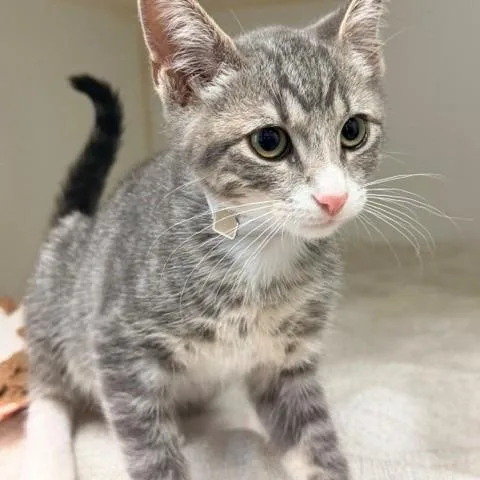 A baby small-sized male Gray / Blue / Silver Domestic Short Hair cat named Nye for adoption in Hawthorne, CA