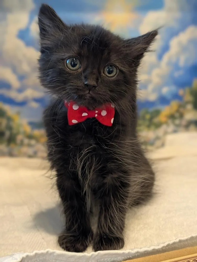 A baby small-sized male Black & White / Tuxedo Domestic Medium Hair cat named Mickey for adoption in Fremont, CA