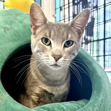 A young medium-sized male Gray / Blue / Silver Domestic Short Hair cat named Ivan for adoption in Fernandina Beach, FL