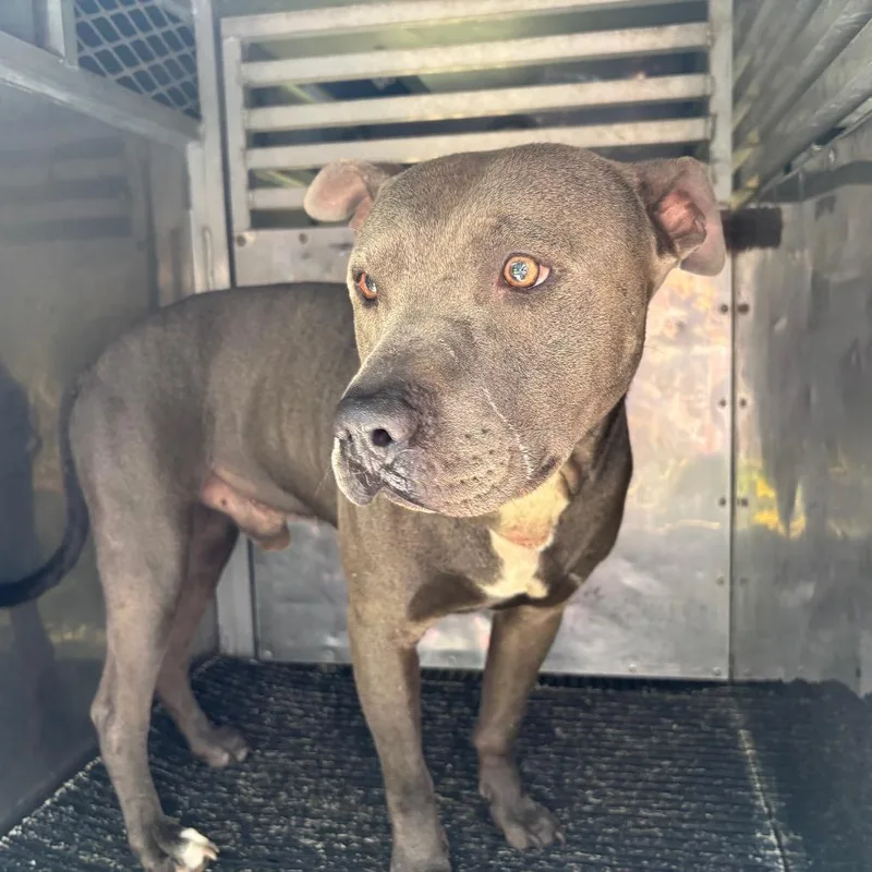 An adult medium-sized male Gray / Blue / Silver Pit Bull Terrier dog named Busterbrown for adoption in St Joseph, MO