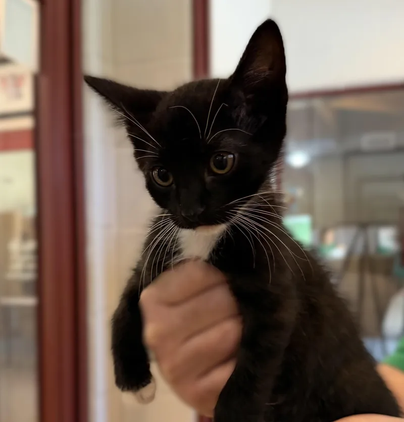 A baby medium-sized male Black & White / Tuxedo Domestic Short Hair cat named Curley for adoption in Slidell, LA