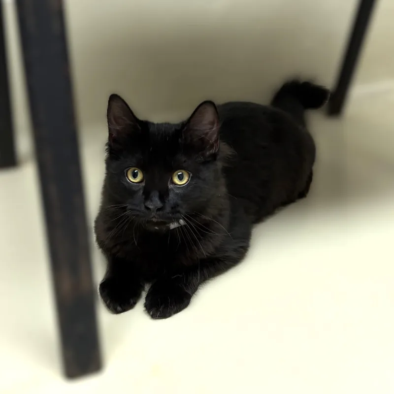 A baby medium-sized male Domestic Medium Hair cat named Valor for adoption in Columbia, MD