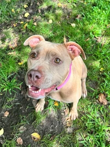 An adult large-sized female Mixed Breed dog named Nala FKA Dog for adoption in West Chester, PA