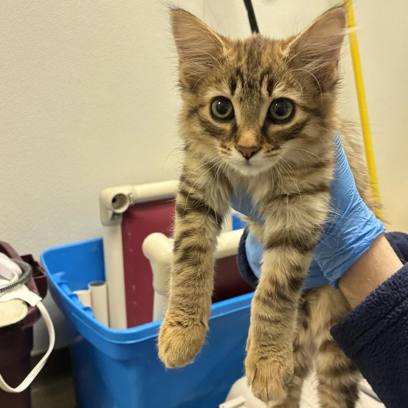 A baby small-sized female Orange / Red Domestic Long Hair cat named 71513 for adoption in Harrisonburg, VA