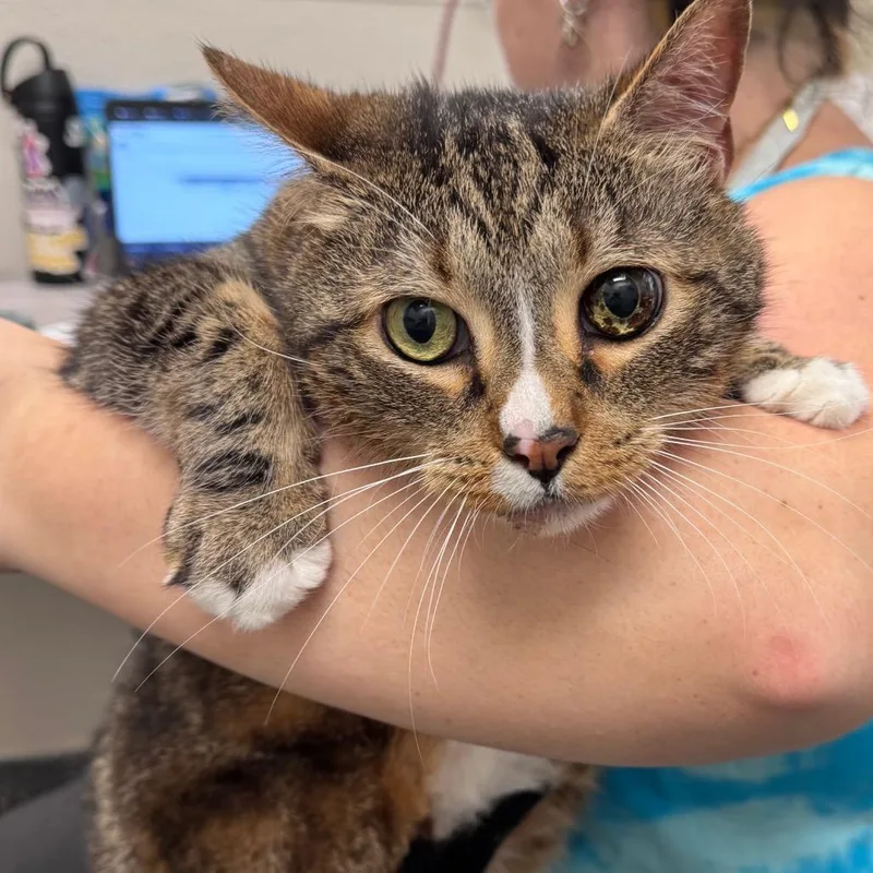 A senior extra large-sized male Brown / Chocolate Domestic Short Hair cat named Ray Jay for adoption in Columbiana, AL