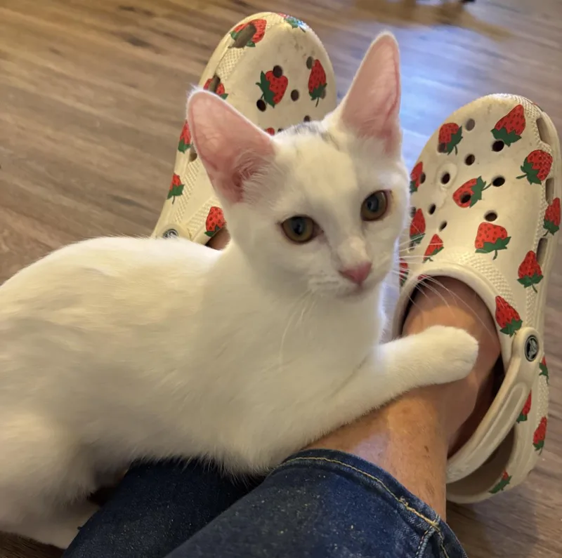A baby medium-sized female Domestic Short Hair cat named Monkey for adoption in Lincoln, CA