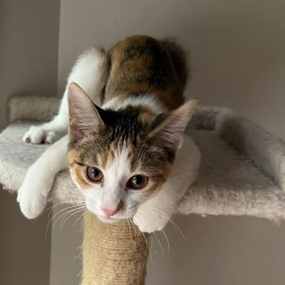 A baby small-sized female Calico Domestic Short Hair cat named Safari Chic for adoption in Richmond, VA