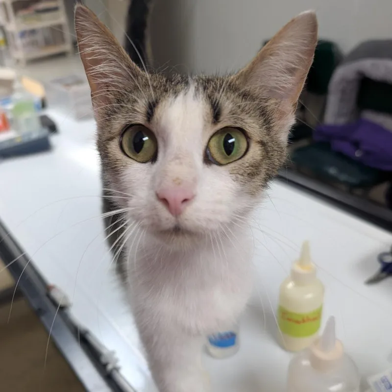 An adult medium-sized female Brown / Chocolate Domestic Short Hair cat named Lily for adoption in Canton, IL