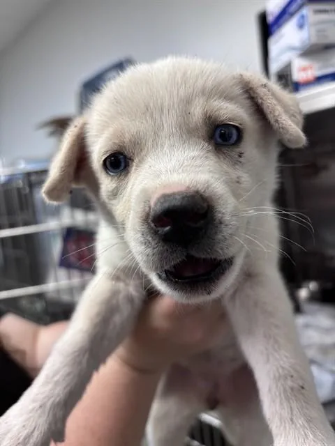 A baby small-sized female Chow Chow dog named A for adoption in Oklahoma City, OK