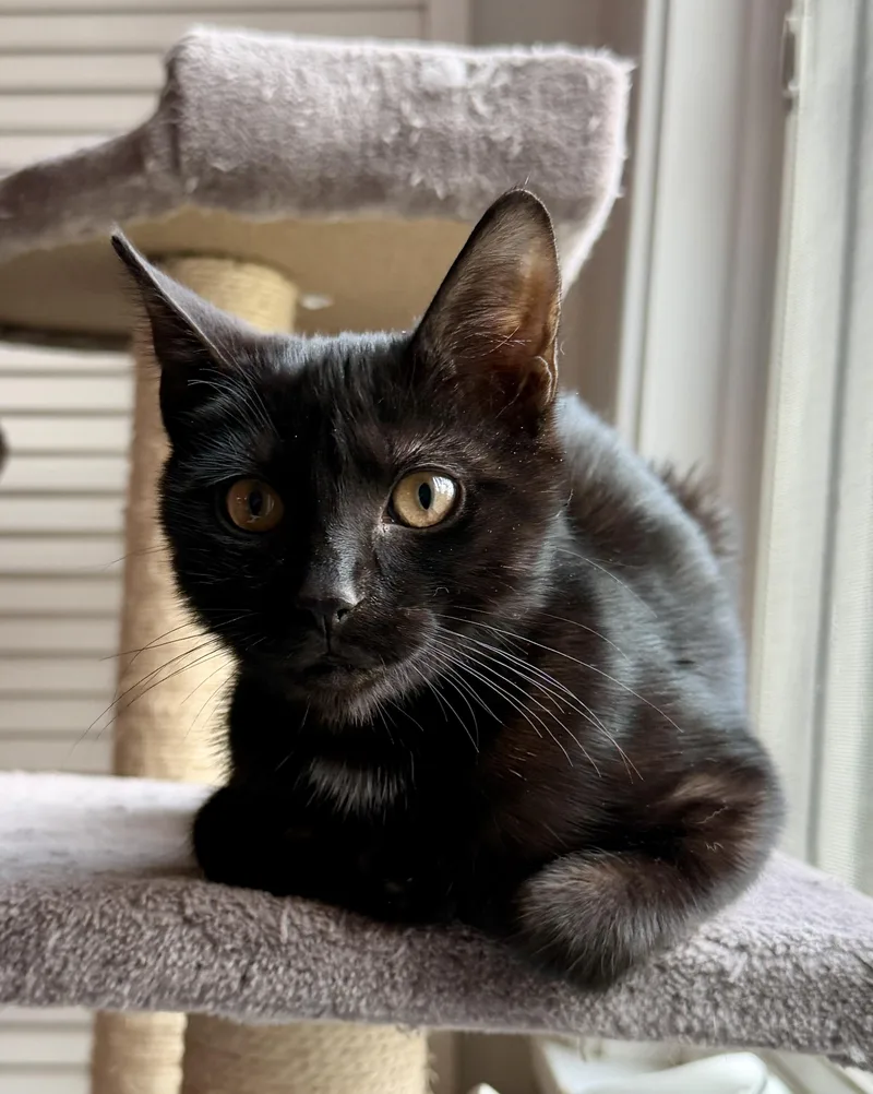 A baby medium-sized female Black Domestic Short Hair cat named Twinkle for adoption in Granby, CT