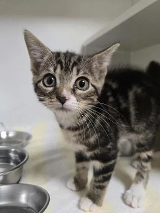 A baby small-sized female Domestic Short Hair cat named Pookie for adoption in Savannah, GA