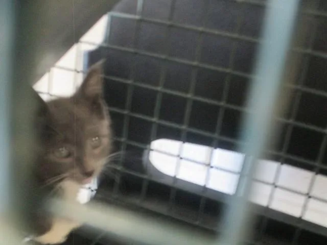A baby small-sized male Domestic Short Hair cat named Scorpion for adoption in Ocala, FL