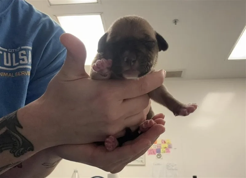 A baby small-sized male Pit Bull Terrier dog named Lake for adoption in Tulsa, OK