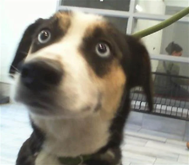 An adult medium-sized female Mixed Breed dog named Lovely for adoption in Charlotte, NC