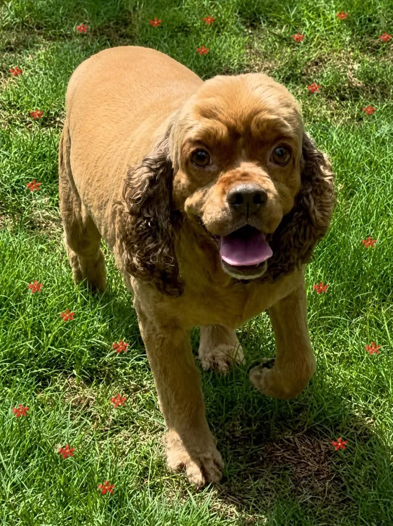A senior small-sized female Cocker Spaniel dog named Bella Clarke for adoption in Saunderstown, RI