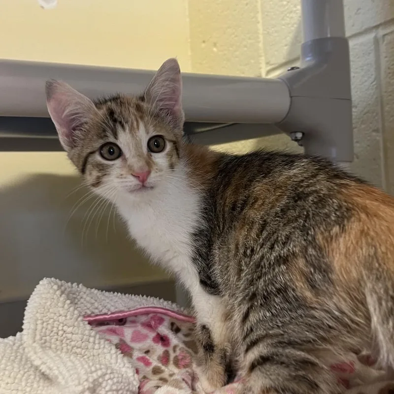 A baby small-sized female White Domestic Short Hair cat named Alvin for adoption in Naples, FL