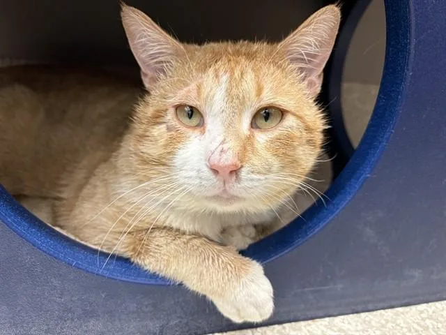 An adult medium-sized male Domestic Medium Hair cat named Cheddar for adoption in Saint Louis, MO