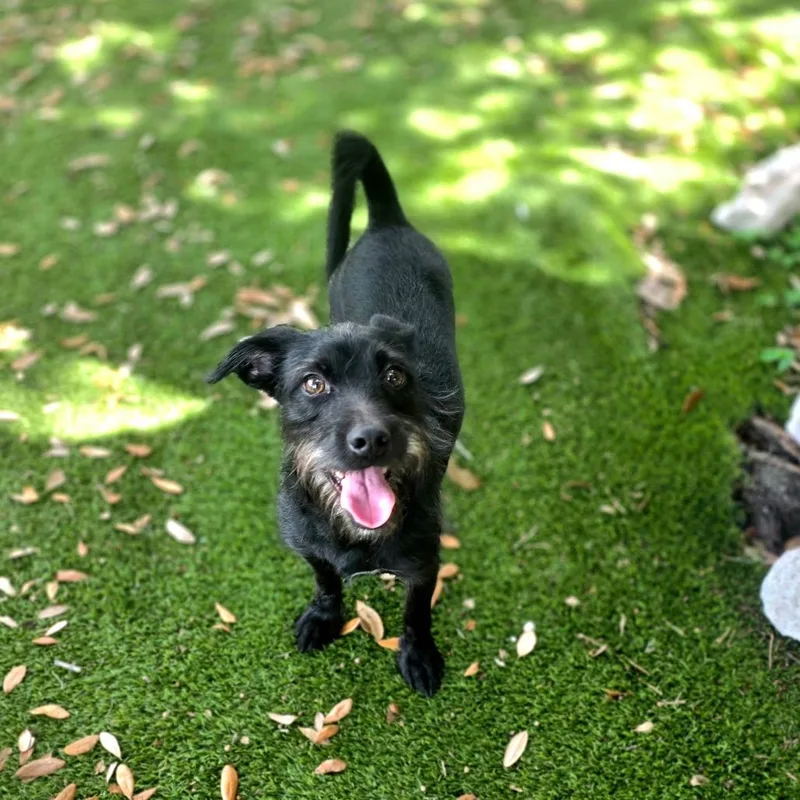 A young small-sized male Black Standard Schnauzer dog named Rocky for adoption in Port Charlotte, FL