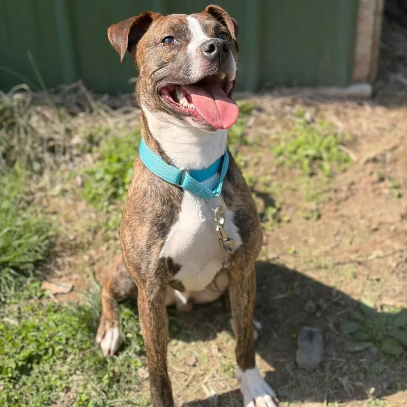 An adult medium-sized male Brindle American Bulldog dog named Bit O Honey for adoption in St. Peters, MO