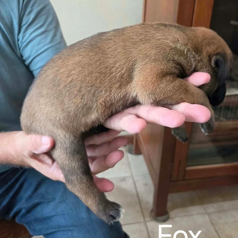 A baby small-sized male Shepherd dog named Fox for adoption in Wadena, MN