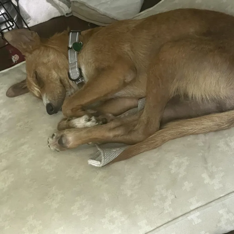 A young medium-sized female Yellow / Tan / Blond / Fawn Mixed Breed dog named Sutton for adoption in Buffalo, MN